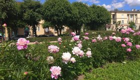 Самый крупный пионарий в городе расцвёл в Московском парке Победы