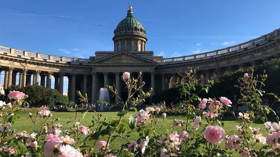 В Петербурге зацветают тысячи роз