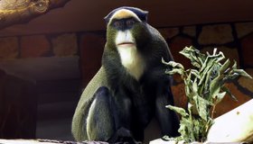 Смольный ищет участок для размещения нового зоопарка