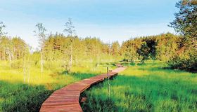 В природном заказнике «Сестрорецкое болото» оборудовали экотропу