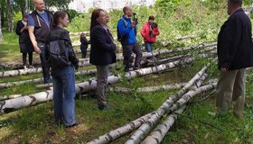Муринский парк по-прежнему в опасности: Смольный планирует компенсировать вырубку деревьев благоустройством соседней территории