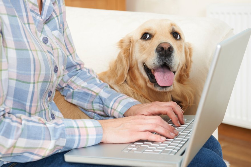 Собакам и кошкам из петербургских приютов теперь можно помогать в режиме онлайн