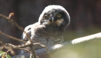 Топ-6 новеньких обитателей Ленинградского зоопарка, за которыми можно с интересом наблюдать