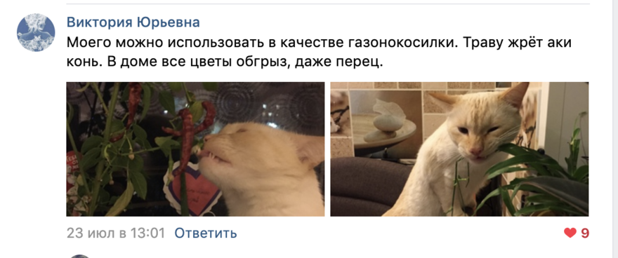 Котоконь 