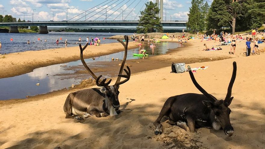 В Финляндии жара выгнала северных оленей к людям на пляж