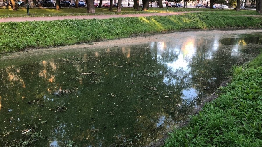 Активисты бьют тревогу: водоём Таврического сада тотально загнил