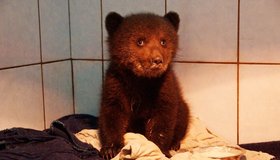 «Велес» просит петербуржцев помочь с расселением подросших медведей