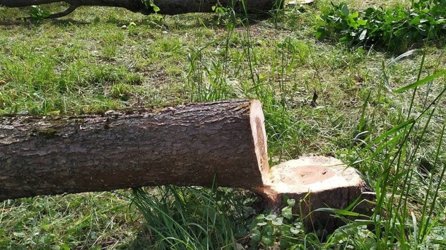 Защитники Муринского парка проведут митинг против его застройки