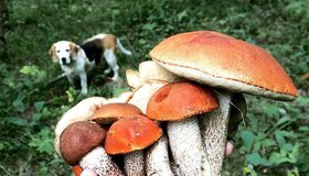 26 грибных мест под Петербургом. Интерактивная карта