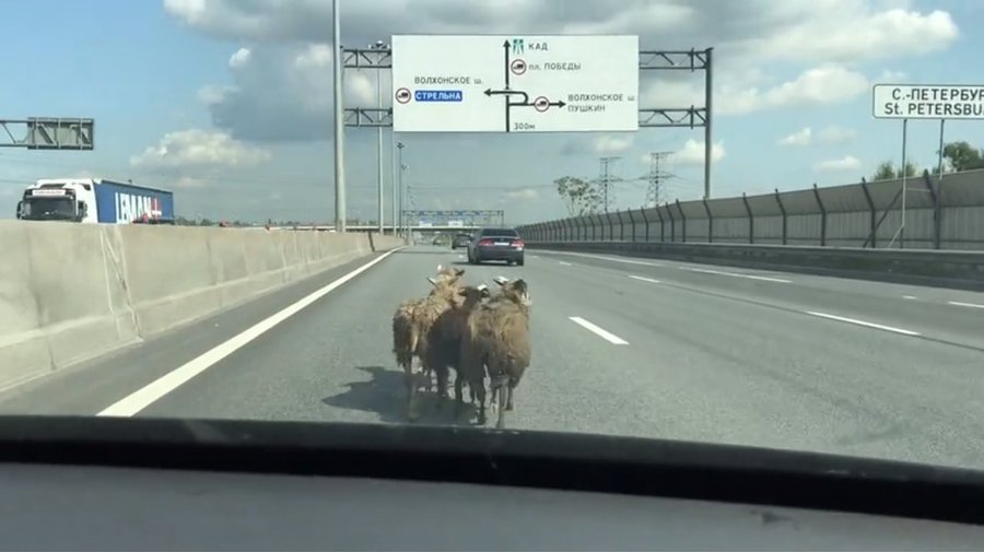 На улицах Петербурга заметили нашествие баранов