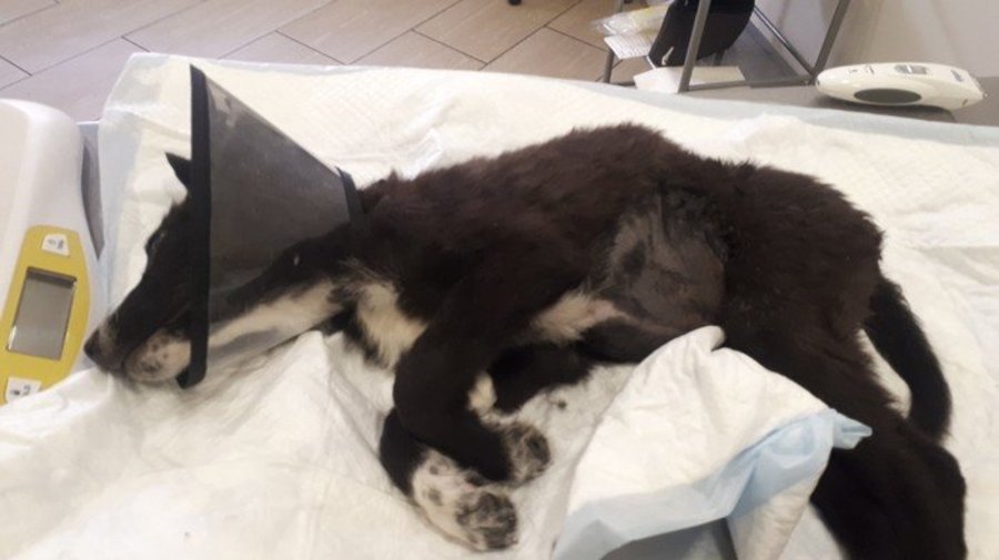 Петербуржец спас выброшенного в мусоропровод щенка