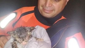 «Настоящие мужчины и герои!»: Петербуржцы спасли тонувшего в Фонтанке котёнка 