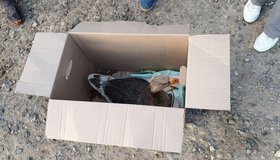 Потерпевшего бедствие на Фонтанке гуся отправили в естественную среду обитания