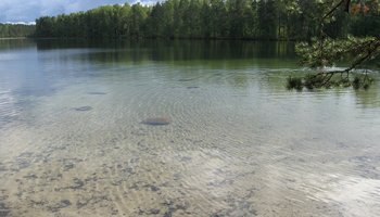 Белянское — одно из самых чистых секретных озёр Ленобласти
