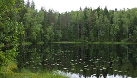 Озеро Глухое — чистое и красивое место недалеко от Петербурга, куда можно добраться пешком