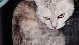 Петербуржцы спасли кошку с острова на Вуоксе 