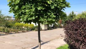 Исторические клёны вернутся на площадь Восстания в конце сентября