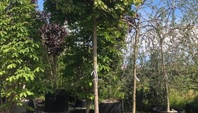 Как любой петербуржец может посадить дерево, рассказали в комитете по благоустройству
