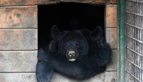 Фоторепортаж: нынешние подопечные центра реабилитации диких животных «Велес»