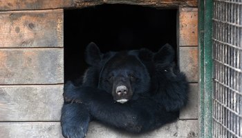 Фоторепортаж: нынешние подопечные центра реабилитации диких животных «Велес»