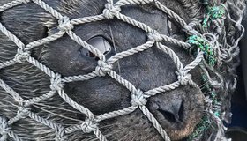 «Фонд друзей балтийской нерпы» отчитался о пяти годах удачной охоты на своих толстых подопечных
