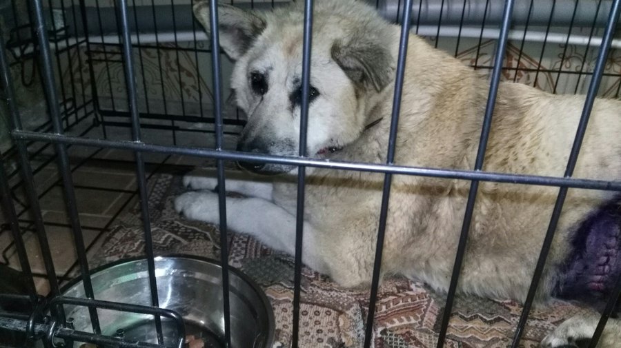 Жители Колпино спасли серьёзно заболевшую уличную собаку: собрали деньги на лечение и окружили заботой