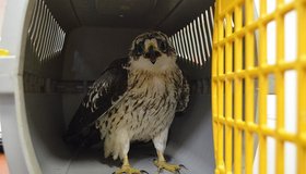 Краснокнижную птицу спасли от нападения кошек в Санкт-Петербурге