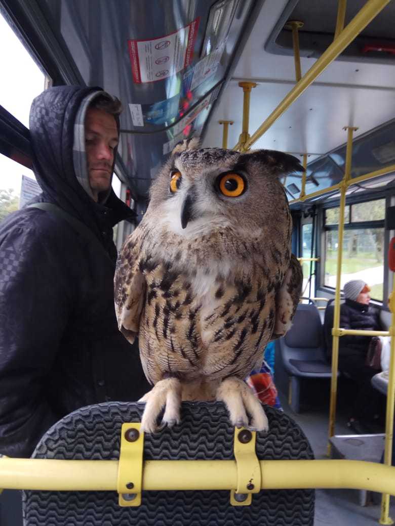В петербургском автобусе прокатилась умная и спокойная сова