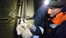 Служба спасения животных «Кошкиспас» сегодня отмечает десятилетний юбилей