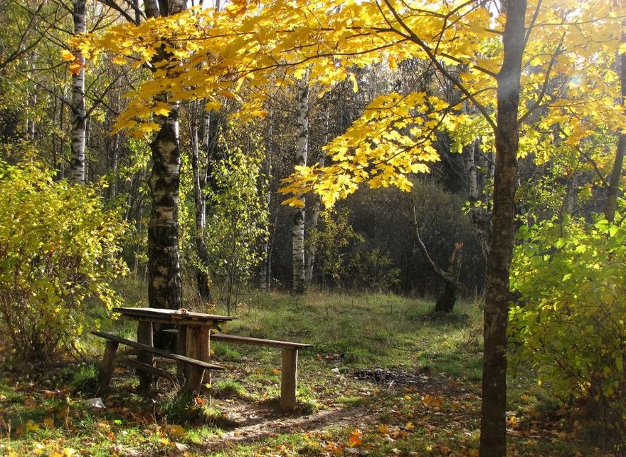 Ржевский лесопарк
