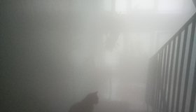 Сайлент Хилл с котиком: коммунальная авария в Колпино заворожила петербуржцев