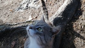 Коту Мише из выборгского парка «Монрепо» нашли дом в Москве