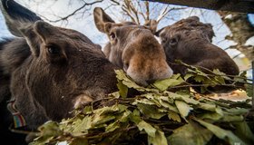 Петербургским косулям, альпака и осликам из центра «Велес» нужна помощь 