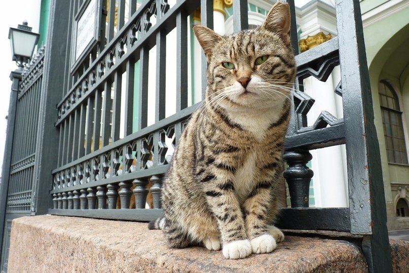 Коты во внутреннем дворике Эрмитажа