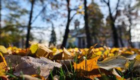 Петербуржцев попросили оценить качество осенней уборки по районам 