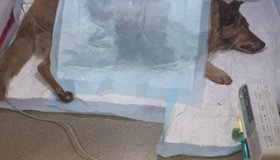 В Ленобласти спасают жизнь собаке Хэппи, в которую стреляли дробью