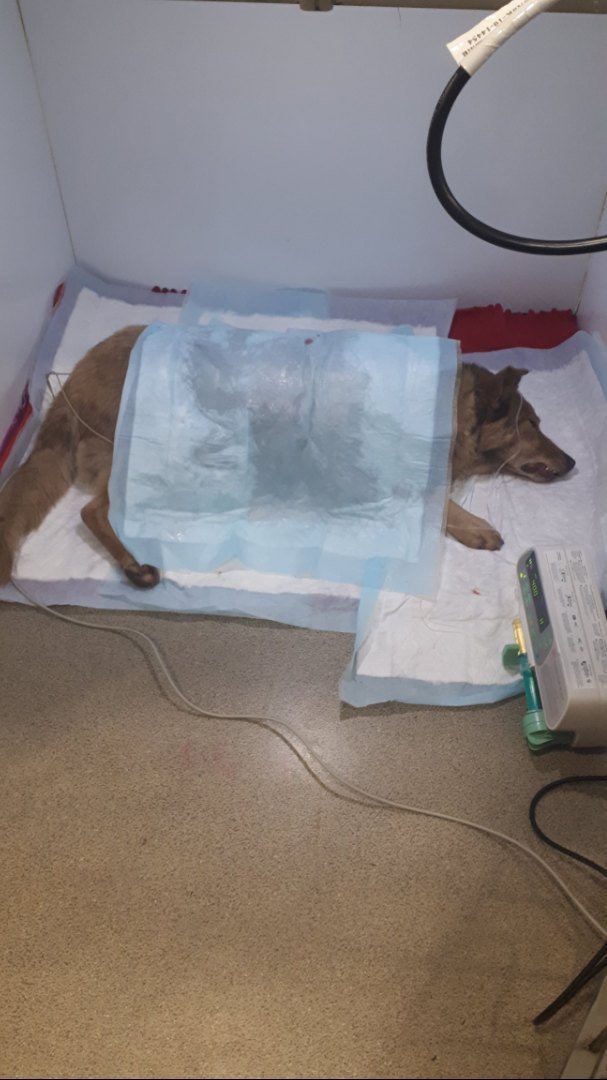 В Ленобласти спасают жизнь собаке Хэппи, в которую стреляли дробью