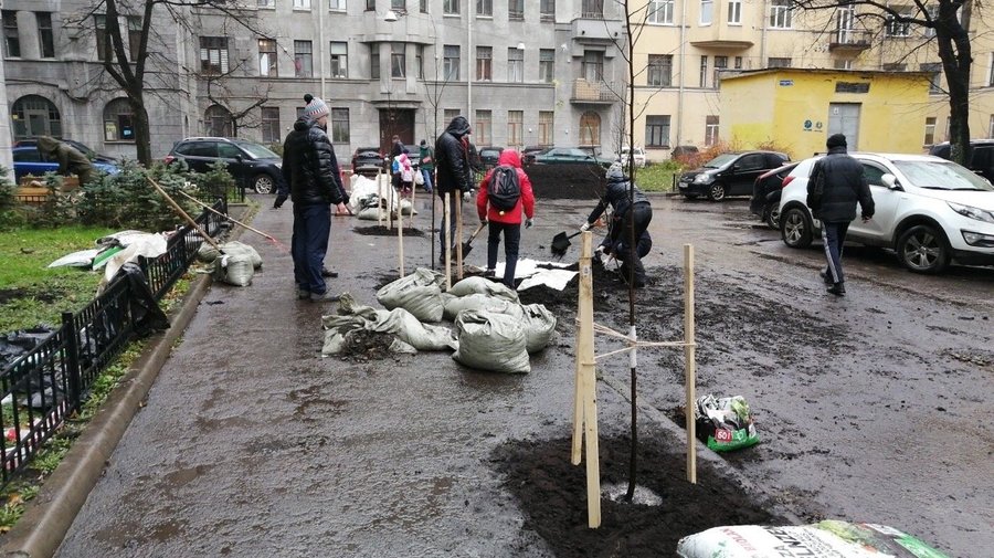 Петербуржцы вернули в Центральный район исторические липы 