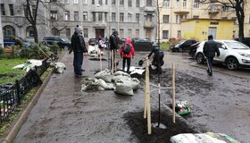 Петербуржцы вернули в Центральный район исторические липы 