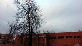 На Фарфоровской улице спасли кота, который двое суток просидел на дереве