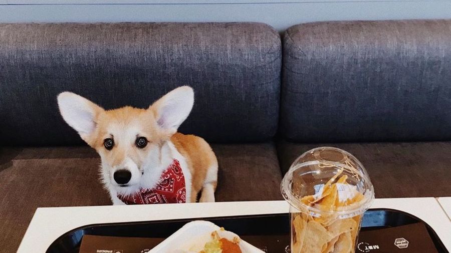 Корги-фуд-блогер (@corgi.rick)