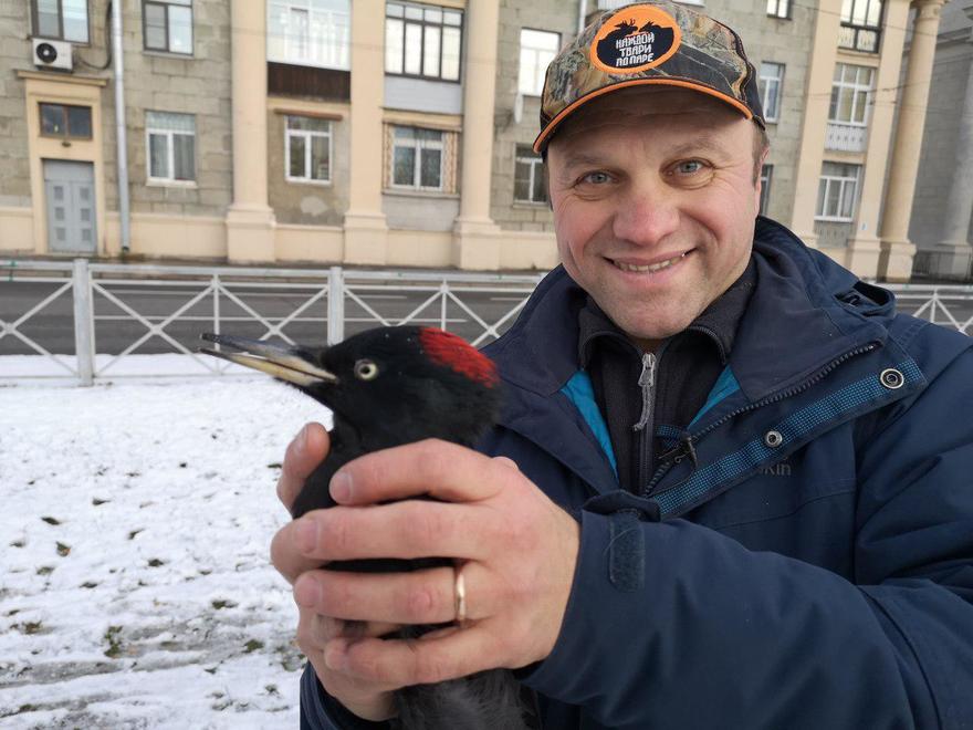 Два петербургских биолога спасли контуженного краснокнижного дятла — птица врезалась в стекло из-за снегопада
