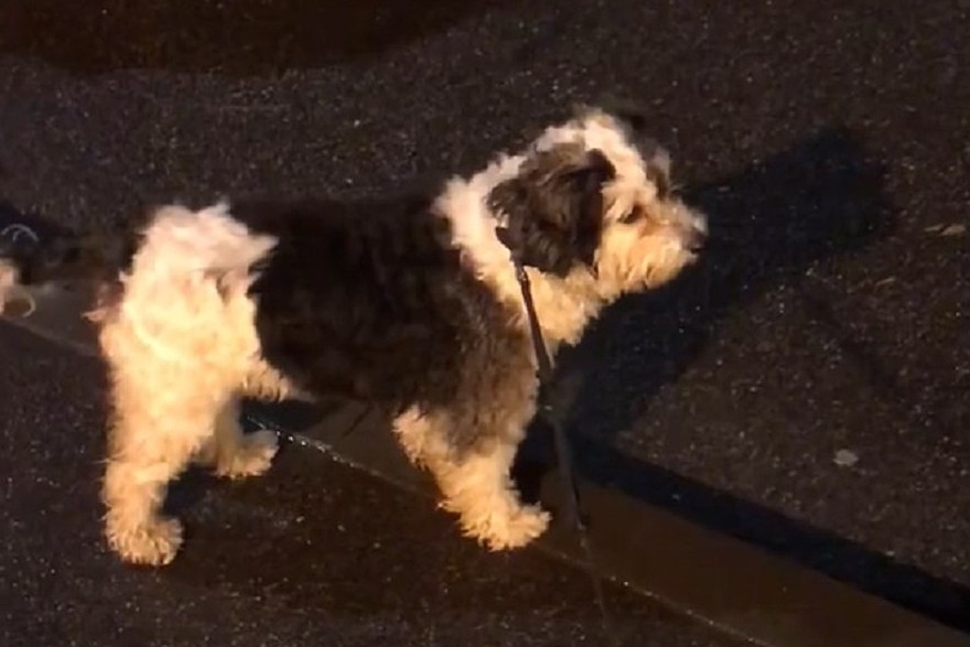 В Кировском районе петербуржцы спасли замерзающую собаку, привязанную к ограде 