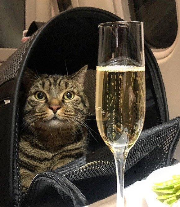 370 тысяч за упитанного кота: «Аэрофлот» лишил бонусов пассажира, который обманом провез в самолете животное