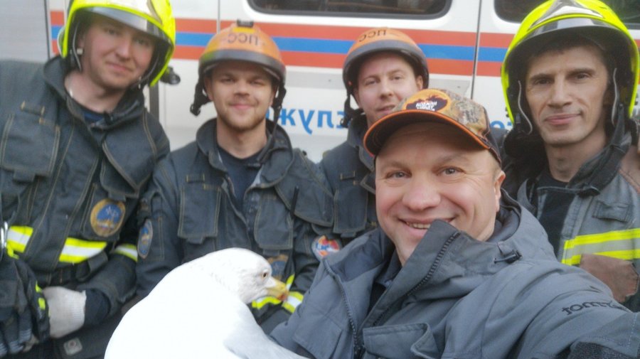 В Петербурге спасли гигантскую полярную чайку, которая запуталась в проводах