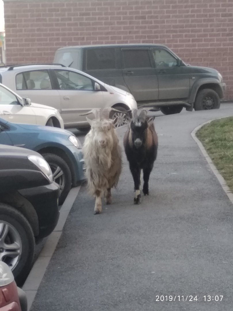 Два козла прогулялись по Парашютной улице под колокольный звон