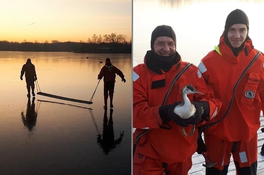 В Красном Селе спасли утку, намертво примёрзшую ко льду озера