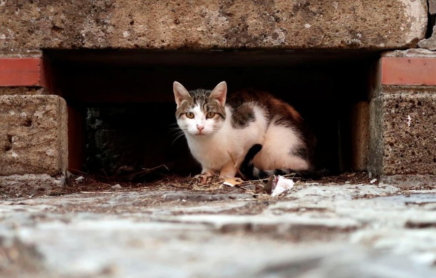 В Ленобласти больше не будут замуровывать в подвалах бездомных кошек