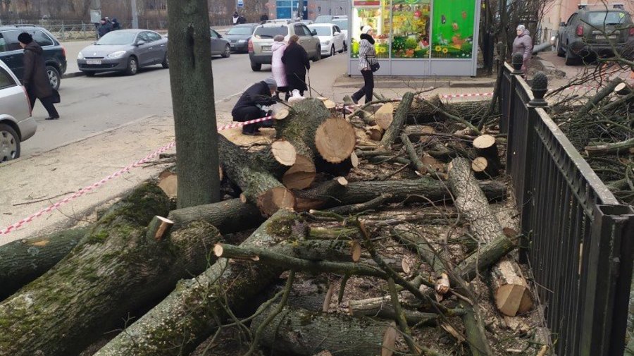 Петербуржцы беспокоятся из-за вырубки деревьев на «Удельной»