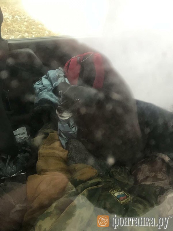 Петербуржцы вызволили запертого в машине на двое суток щенка